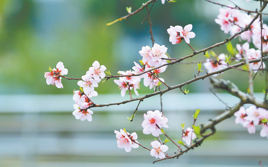 　　出城西行至河岸,見一樹桃花開得正豔.